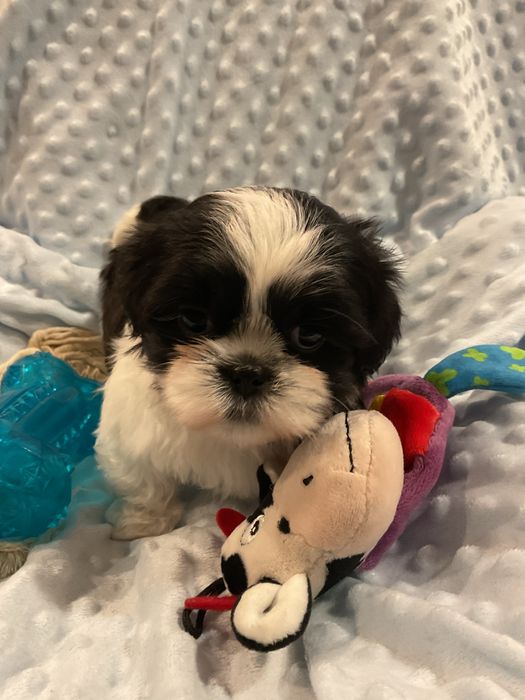 Shih - tzu Salonowe Pieski Czekoladowe