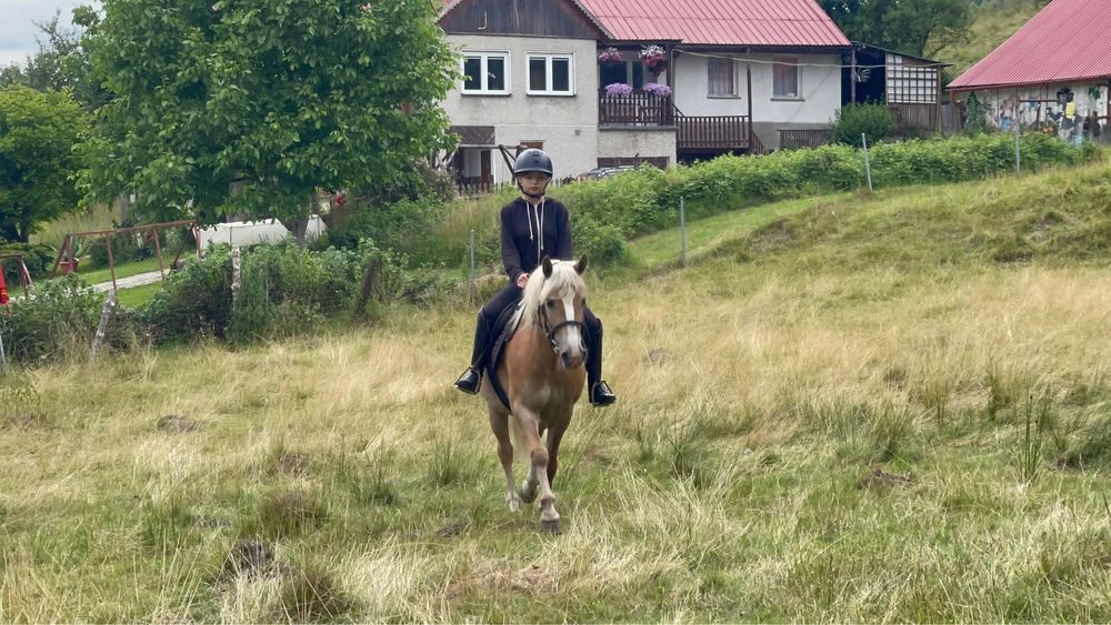 Sprzedam klacz rasy Haflinger