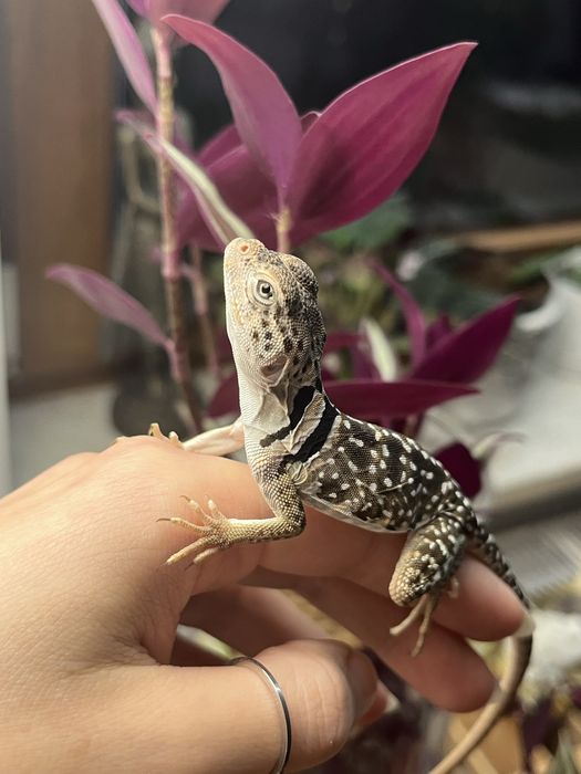 legwan obrożny samica new mexico crotaphytus collaris obrożniak