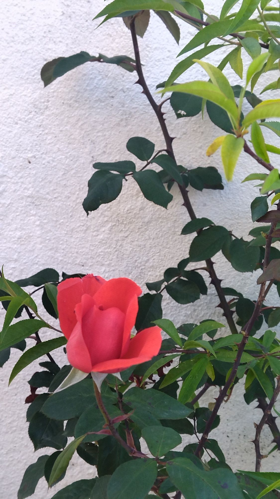 Roseiras para transplante