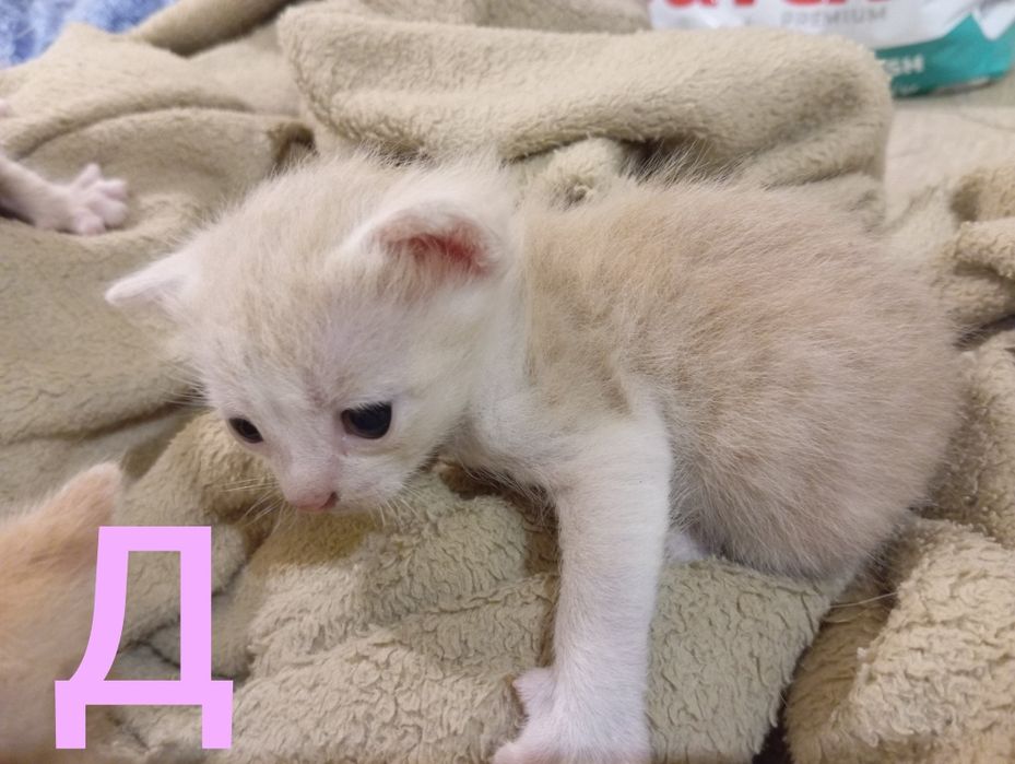 Поскот отдам котят