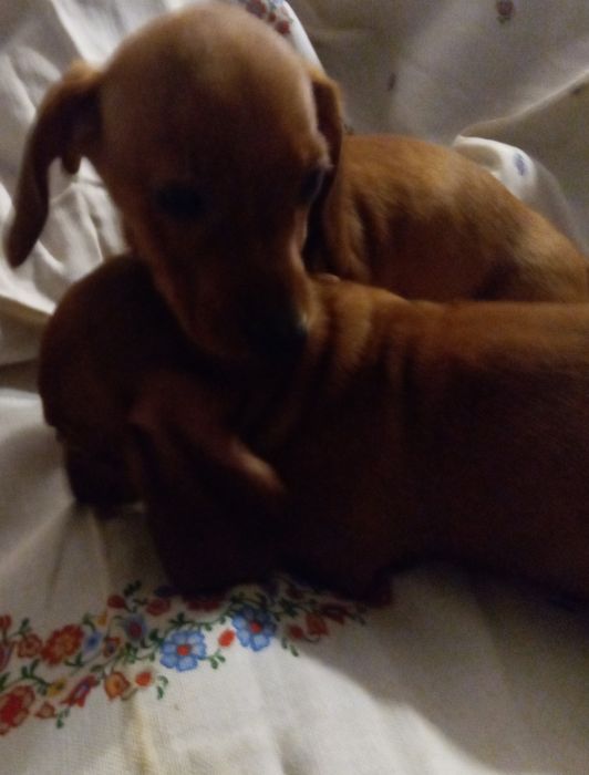 Щенкі породи такса