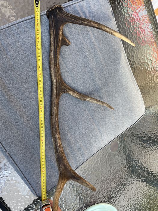 Poroże jelenia 53 cm