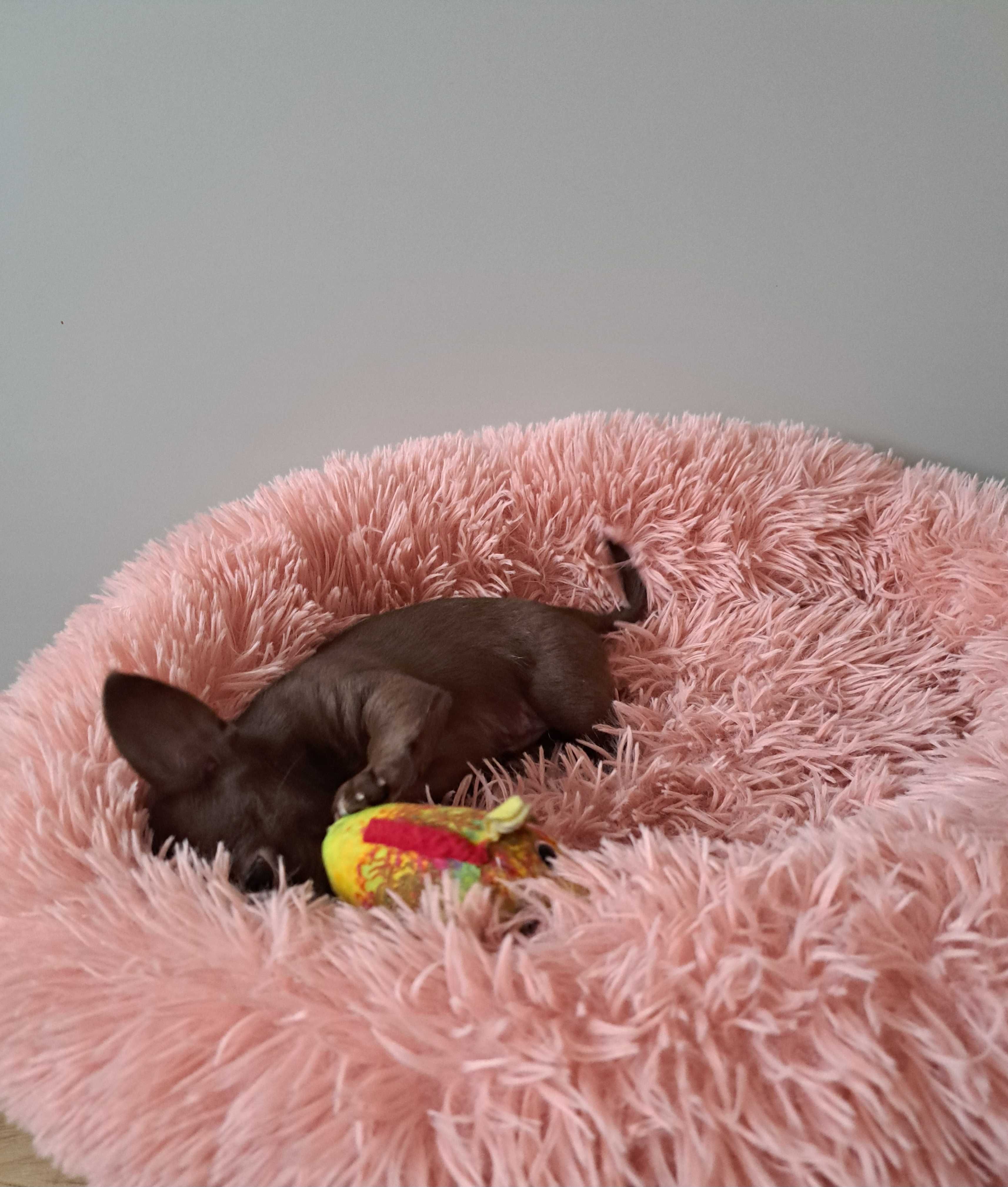 Chihuahua suczka