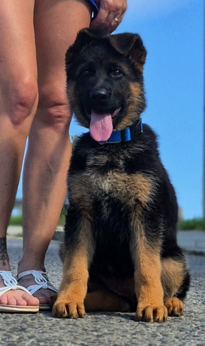 Owczarek niemiecki krótkowłosy