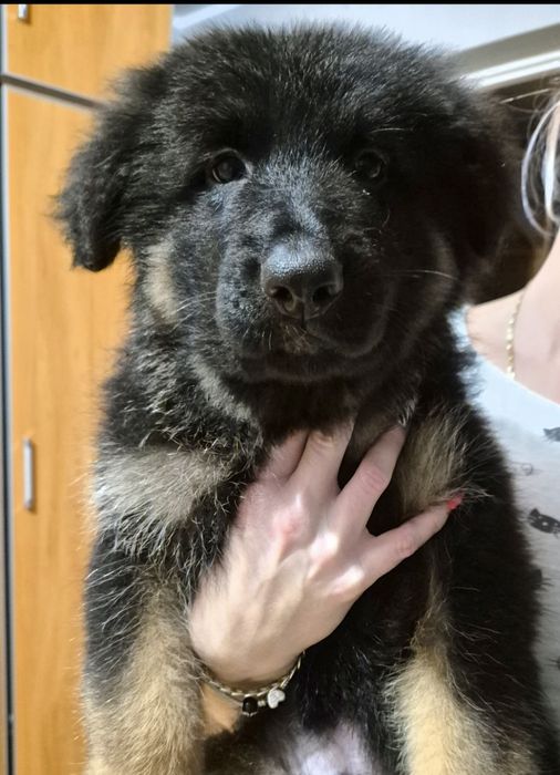 Owczarek niemiecki długowłosy