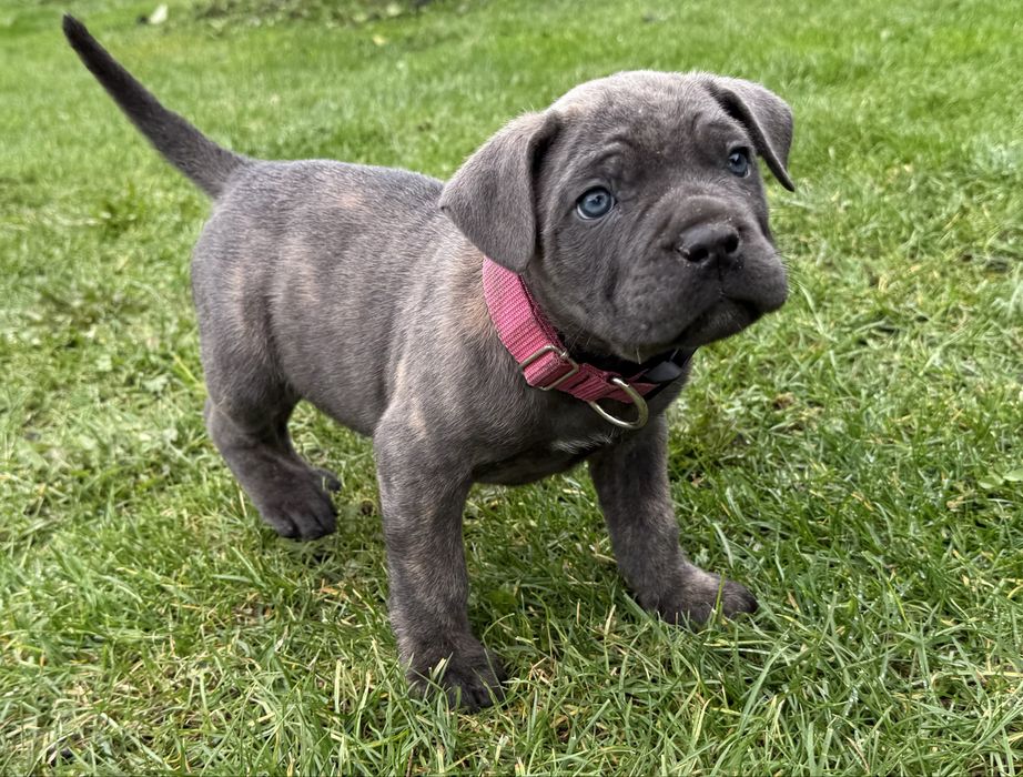 Suczka cane corso z rodowodem