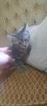 Gatinho para adopção