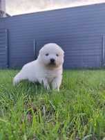 Samoyed ZKwP/FCI - Samiec