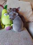Chihuahua  Fêmea - Cor Lilac