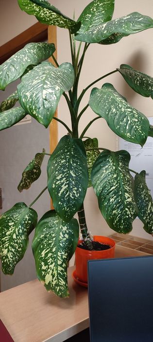 Продам фікуси і дифенбахію