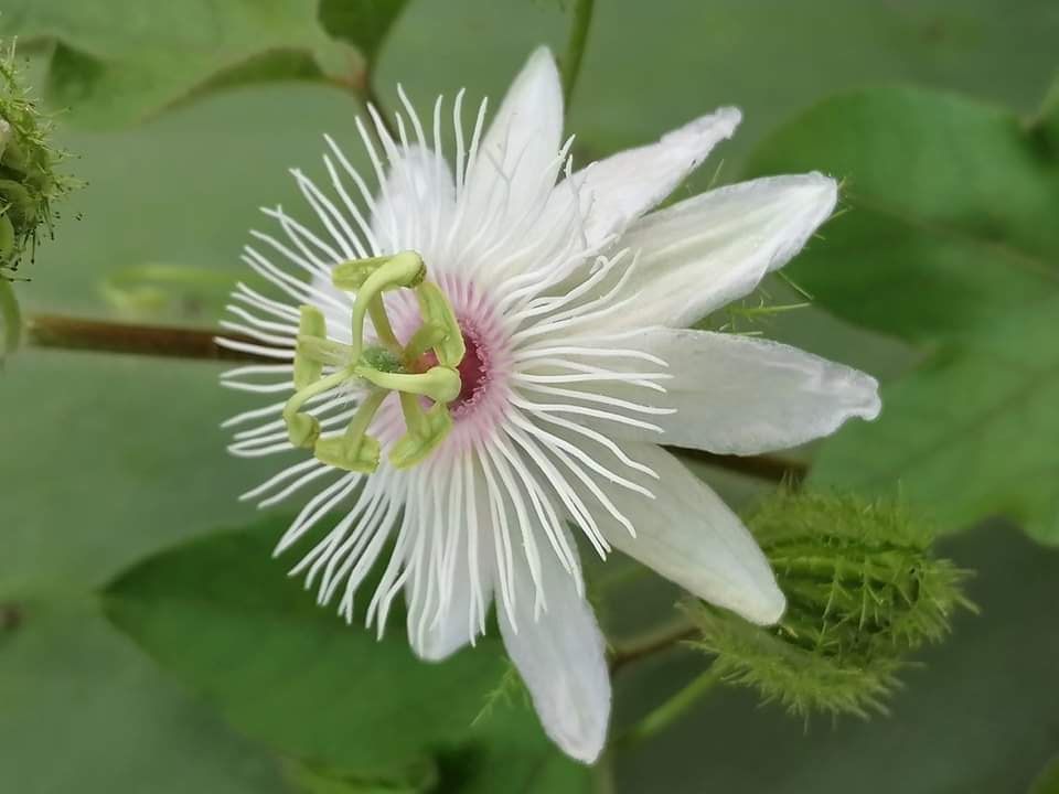 Plantas de   Maracujá Foetida