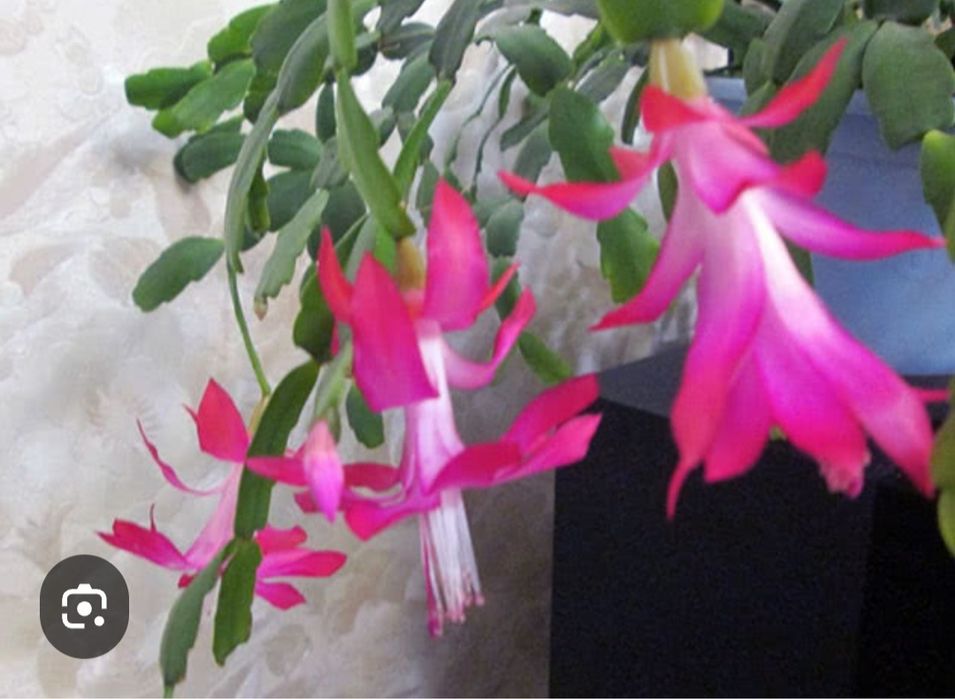 Різдвяник квіти для дому