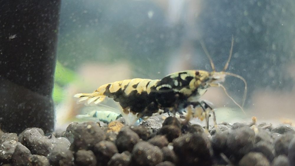 Krewetki Galaxy Black Caridina