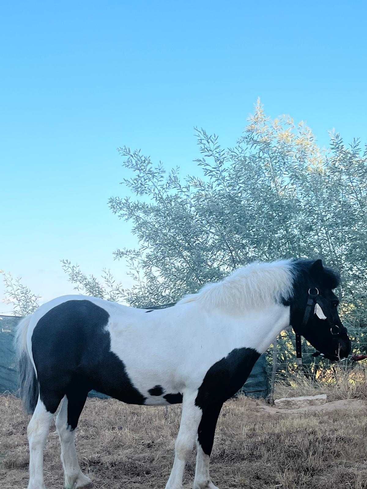Troco pónei e charrete por motorizada ou cavalo/Egua