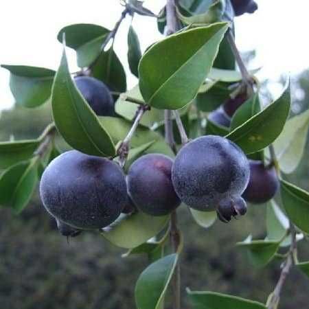 Planta de Guabiju - Myrcianthes pungens