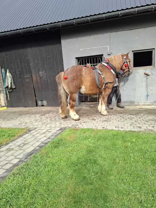 Klacz zimnokrwista źrebna 6 miesięcy