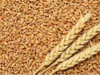 Пшениця врожай 2023 року