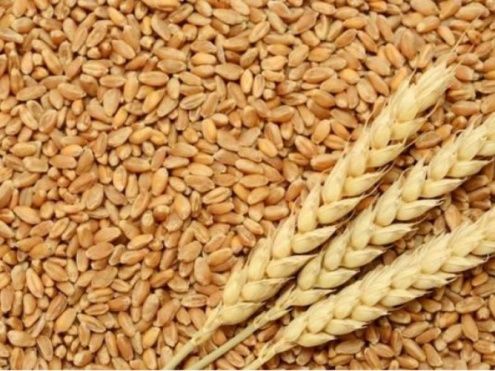 Пшениця врожай 2023 року