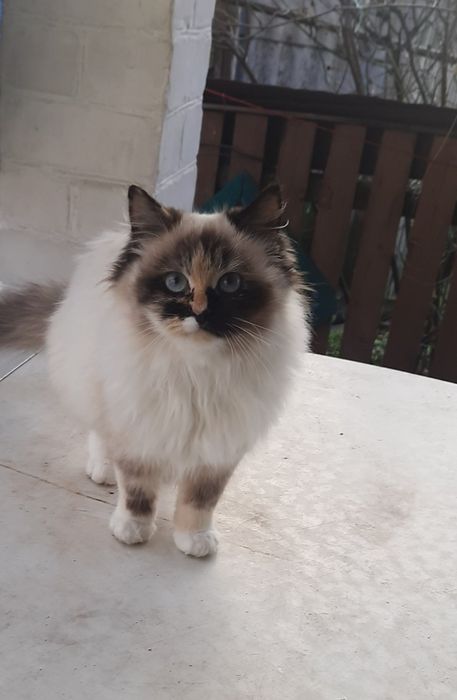 Котики у турботливі ручки