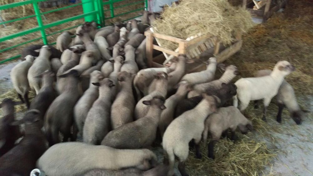 Jagnięta Mięsne Czarnogłówka same jedzą owce