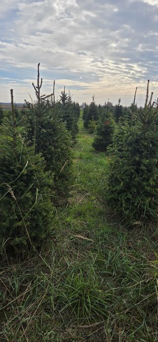 Choinka bożonarodzeniowa świerk