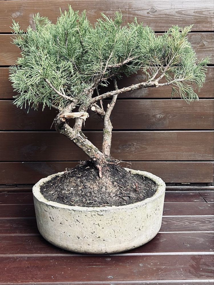 Bonsai z jałowca w ręcznie wykonanej betonowej donicy
