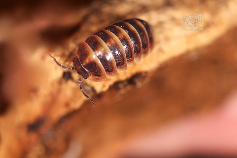 Armadillidium vulgare "Punta Cana", równonogi, isopoda.