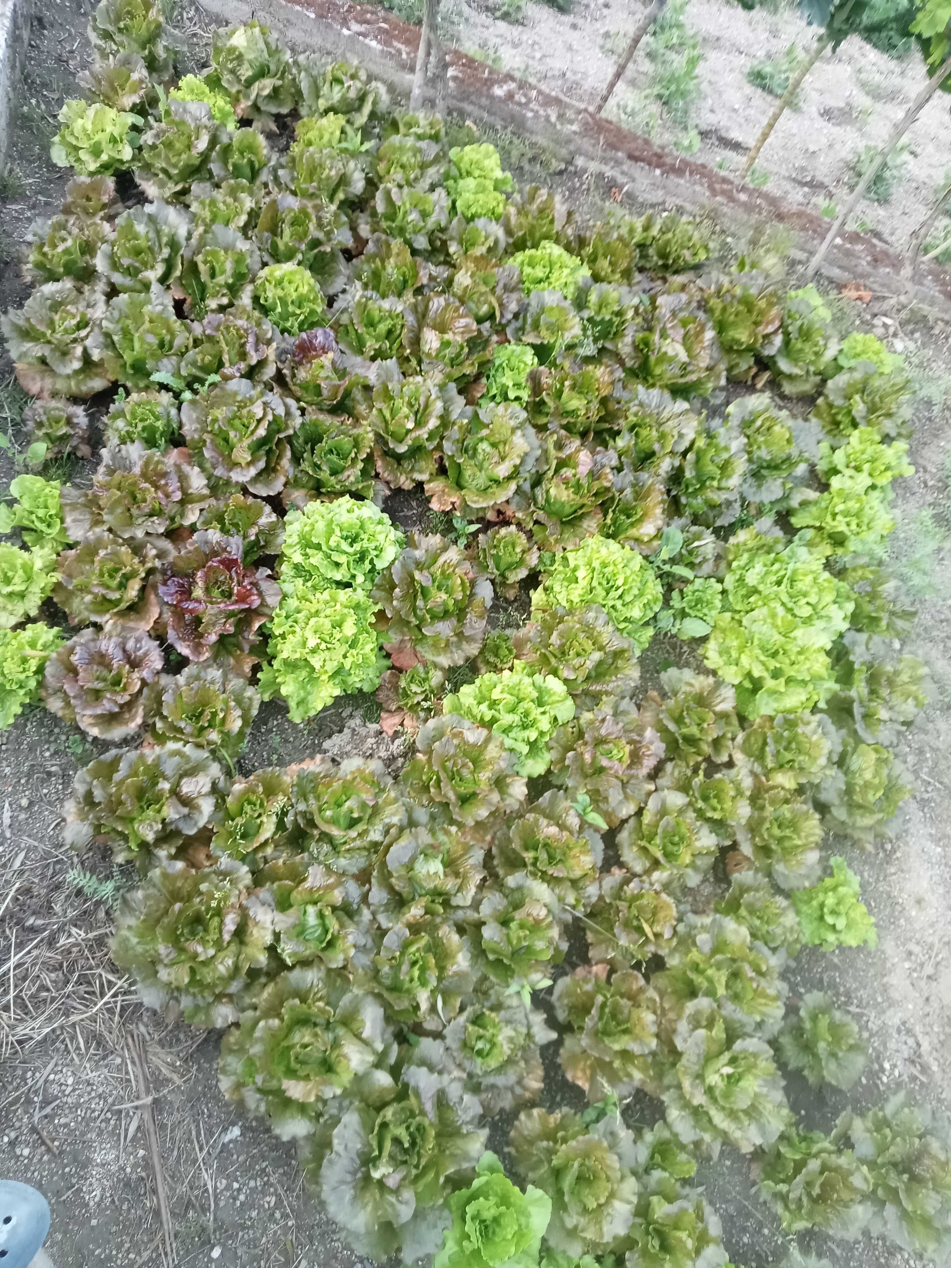 Alface verde e rocha