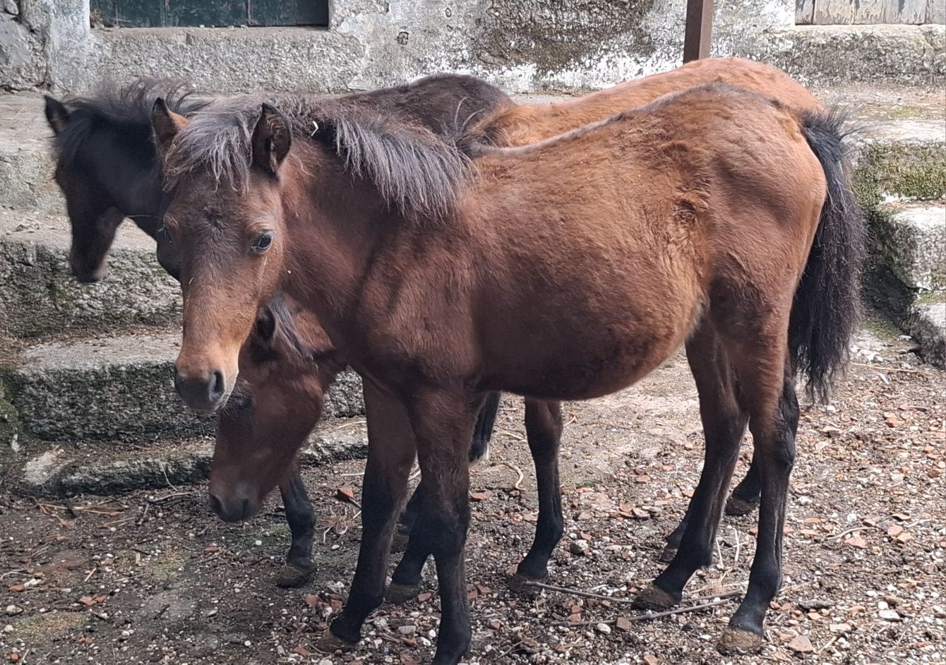 Poldro Garrano Macho deste ano