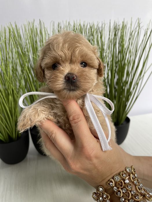 VIP Мальтипу F1 — Пухнасті дівчатка та хлопчик хочуть до вас