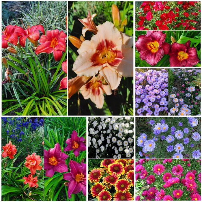 Гортензія/гібіскус/ троянди/хризантеми/дзвоники/ірис/керія/багаторічні