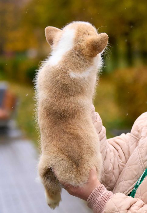 Welsh Corgi Pembroke – suczka FCI gotowa do odbioru (FB Alona Aleant)