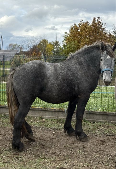 Źrebica zimnokrwista siwa szpaczka klacz