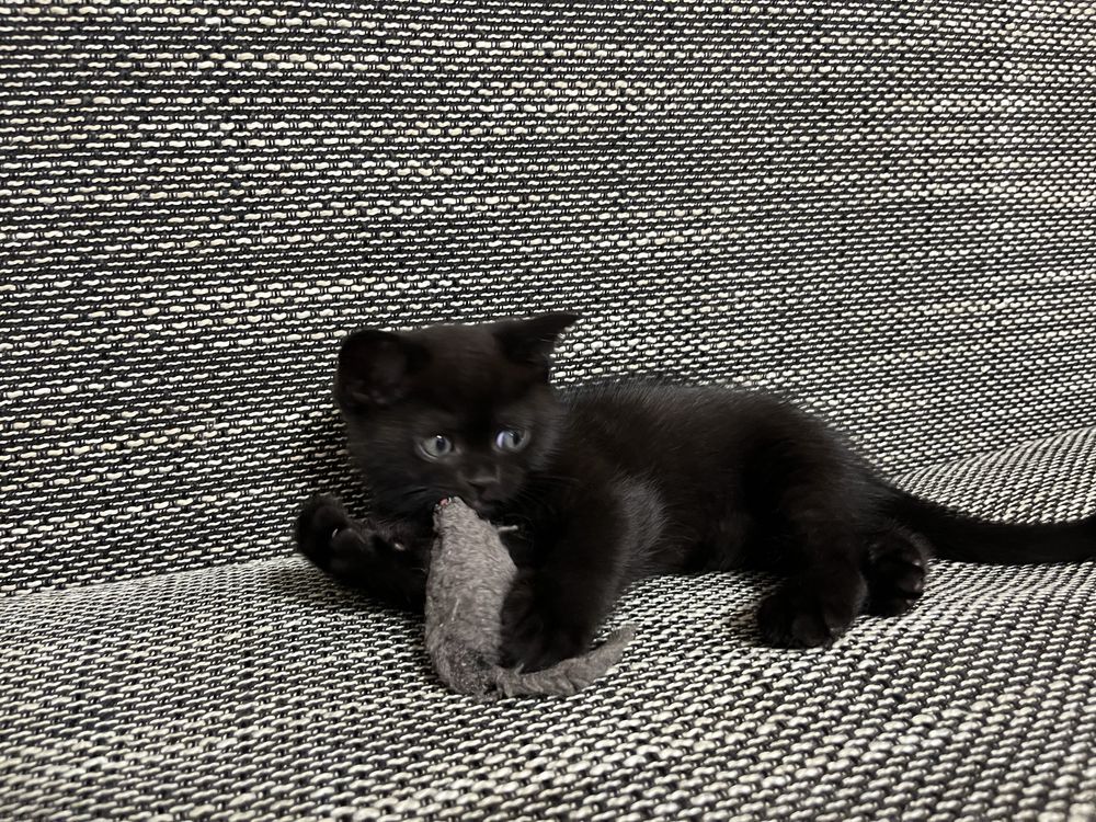 Шотландские прямоухие котята