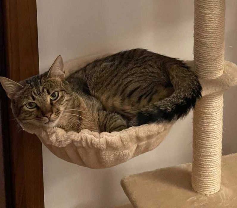 Kociak potrzebuje nowego domu