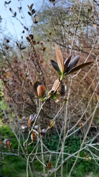 Aronia bardzo duży krzew wysokość ok. 2,5 m