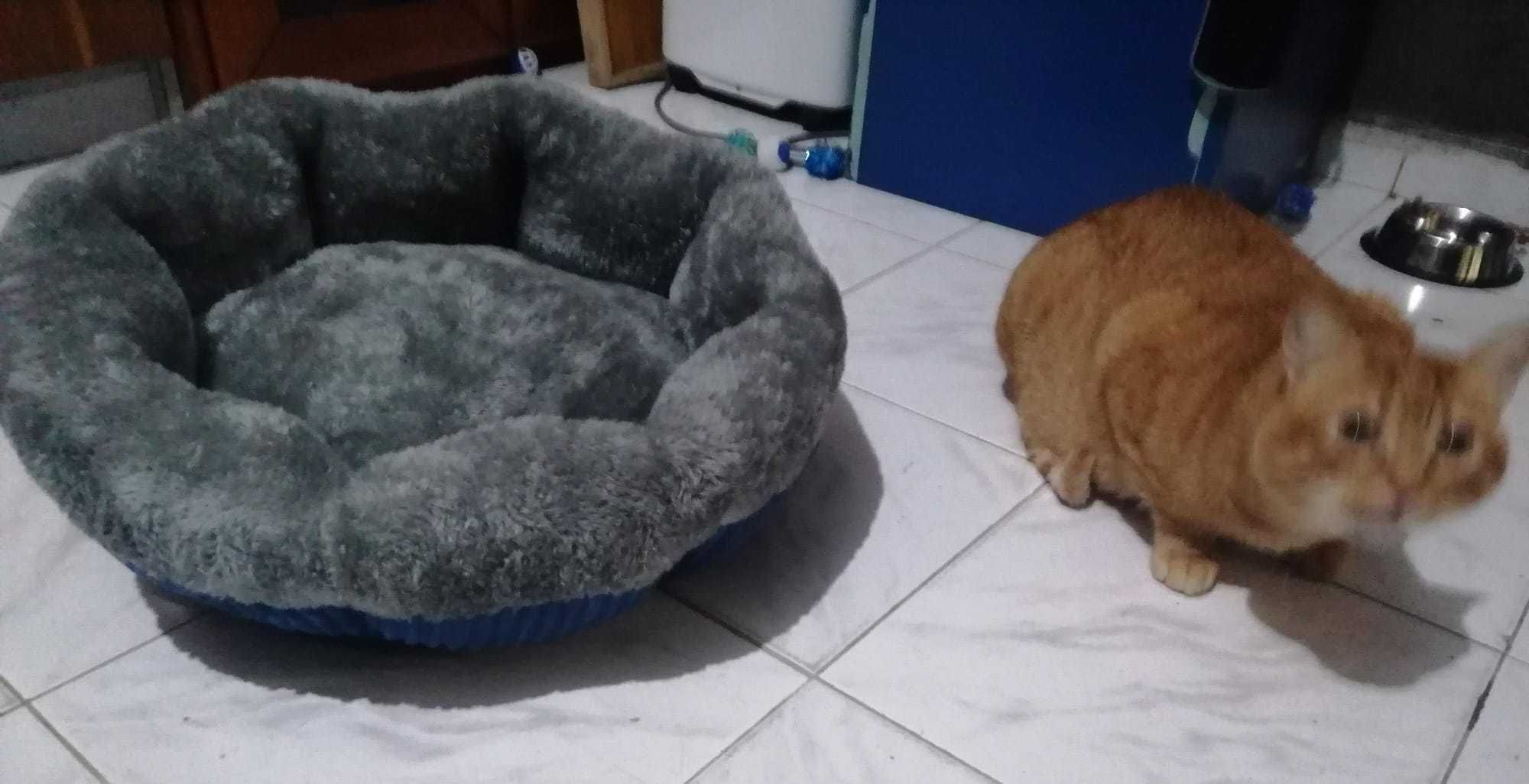 Cama de animal pequeno/medio gato/cão