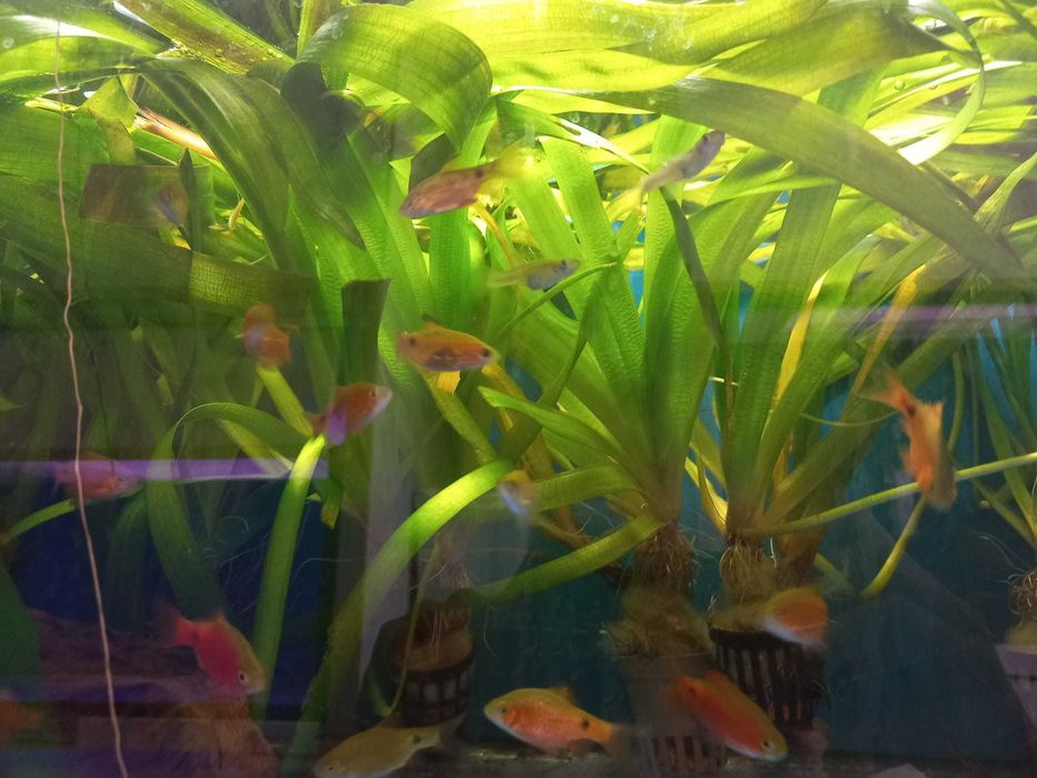 Planta de aquário em vaso XXL - Vallisneria gigantea