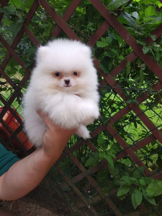 Pieski pomeranian