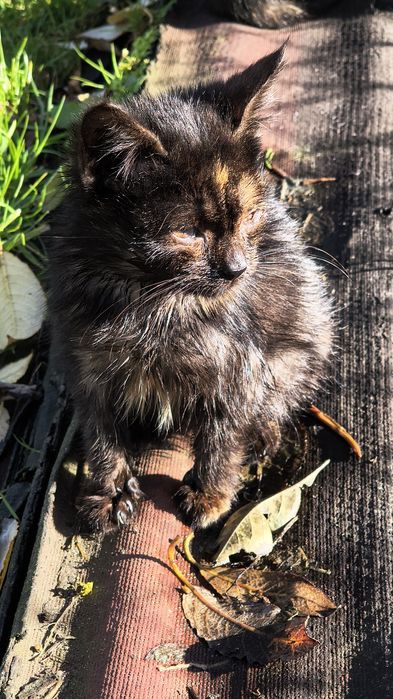 Kotki do wzięcia za darmo