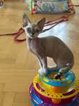 Devon Rex - niebieskooka dziewczynka