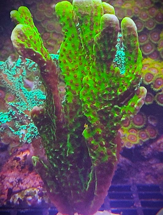 Montipora confusa. Morskie