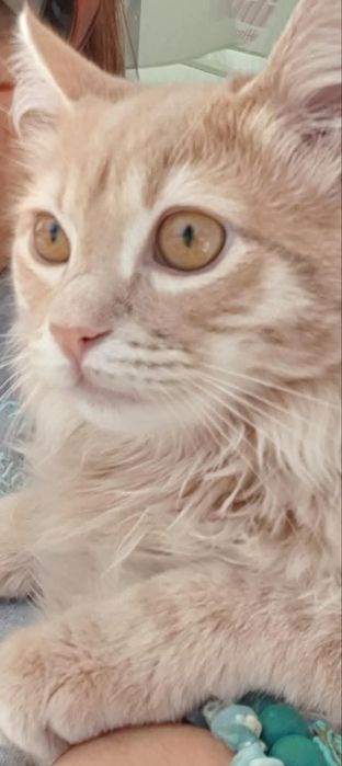 Doação gato 4 anos - saudável