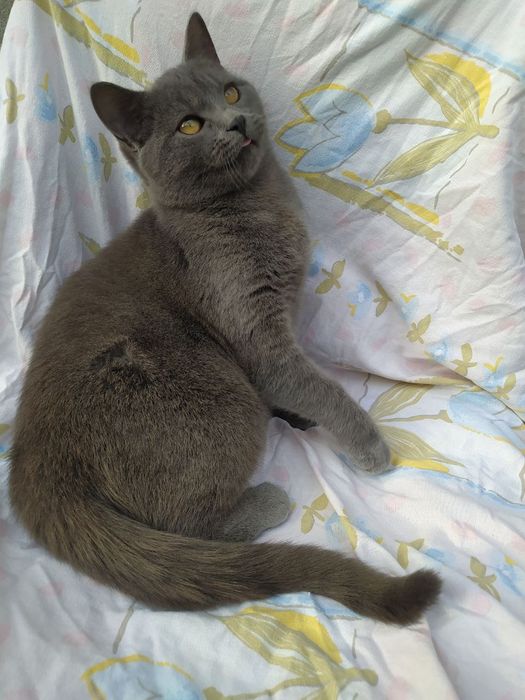 Віддам у добрі руки кошеня