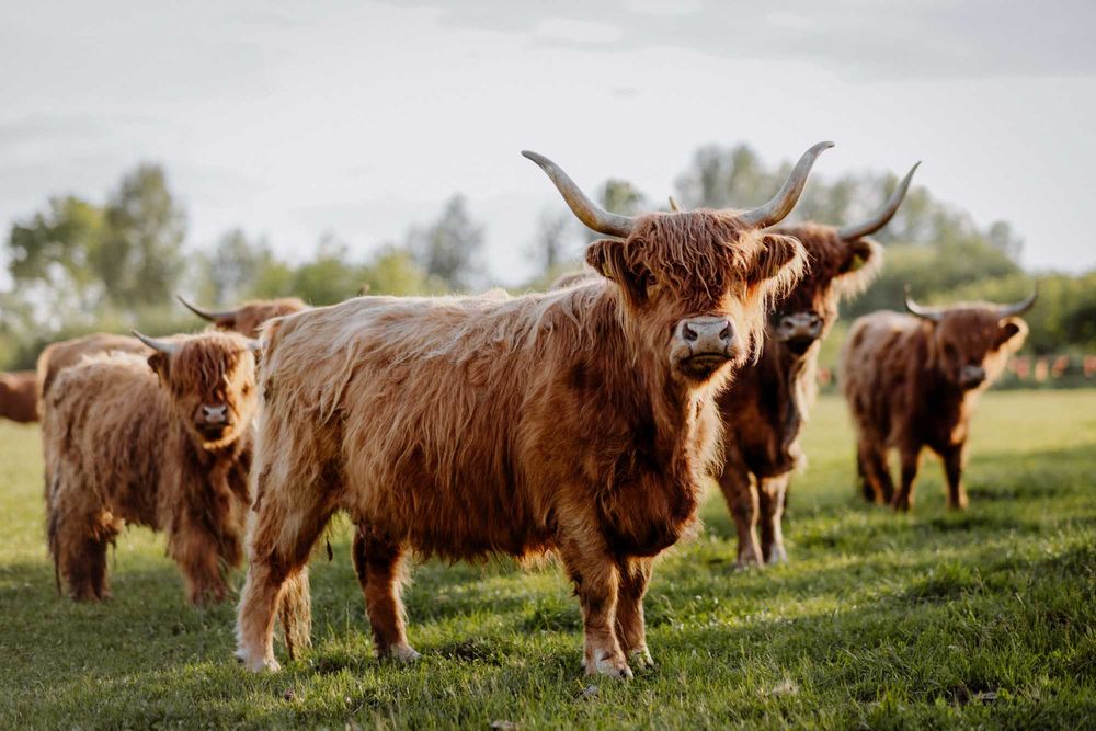 Krowy Highland cattle HI (PZHiPBM) + 3 cielaki z 2023r.