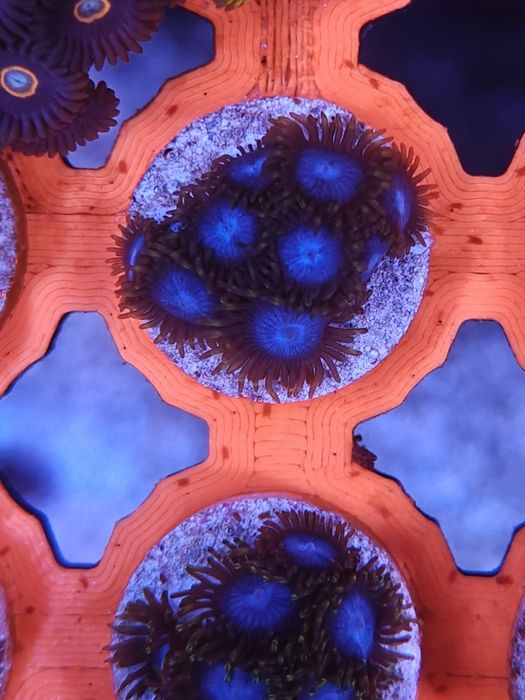 Zoanthus Smurf Blood, Corais de água salgada