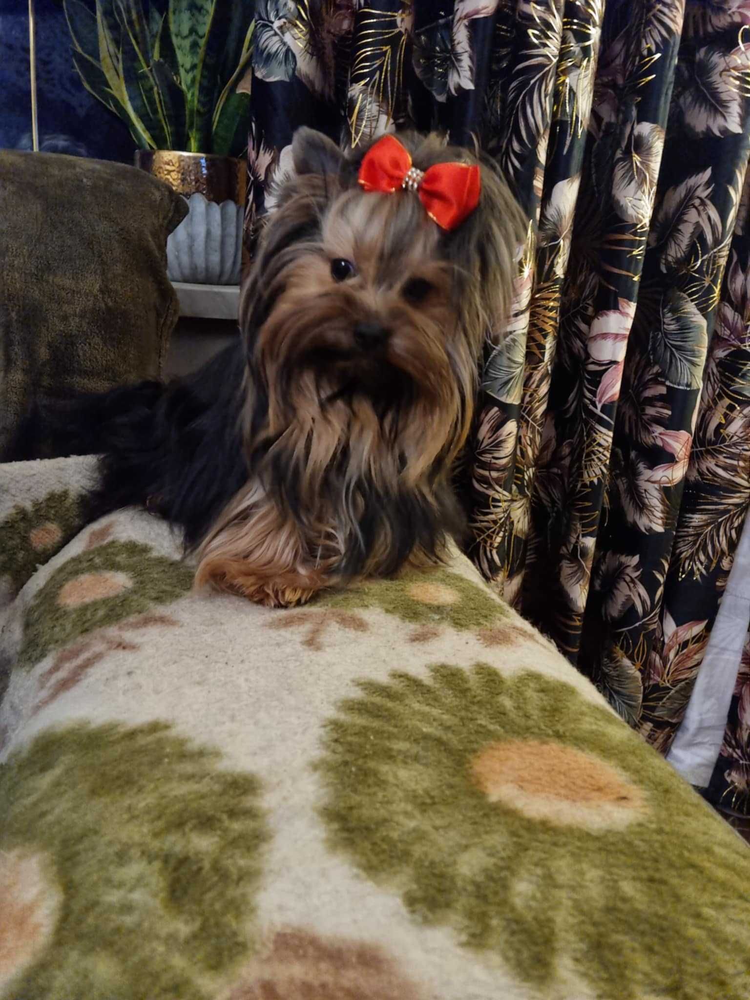 Yorkshire Terrier z Rodowodem