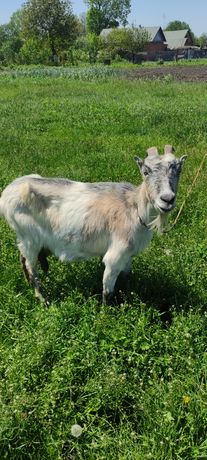 Продам козу (4 роки козі)