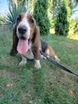 Basset Hound suczka
